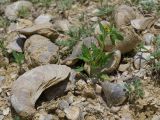 Hyoscyamus pusillus. Цветущее растение в сообществе с Trigonella и Halimocnemis commixtus. Киргизия, Баткенская обл., Баткенский р-н, окр. с. Самаркандык, Туркестанский хр., горы Сары-Тоо, уроч. Мадыген, переполненные гипсом и окаменелыми устрицами пестроцветы. 11 мая 2026 г.