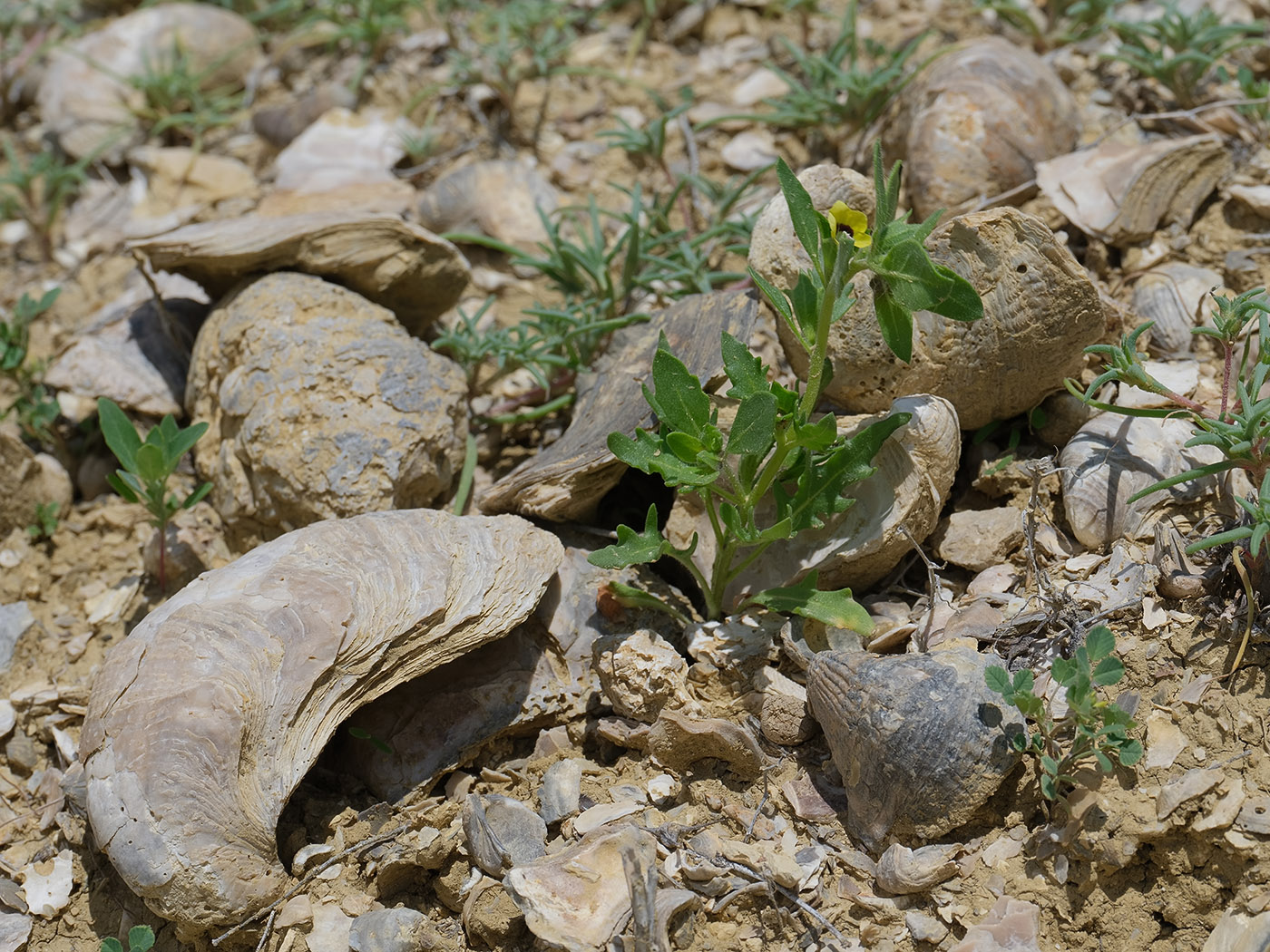 Image of Hyoscyamus pusillus specimen.