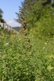 Epipactis helleborine