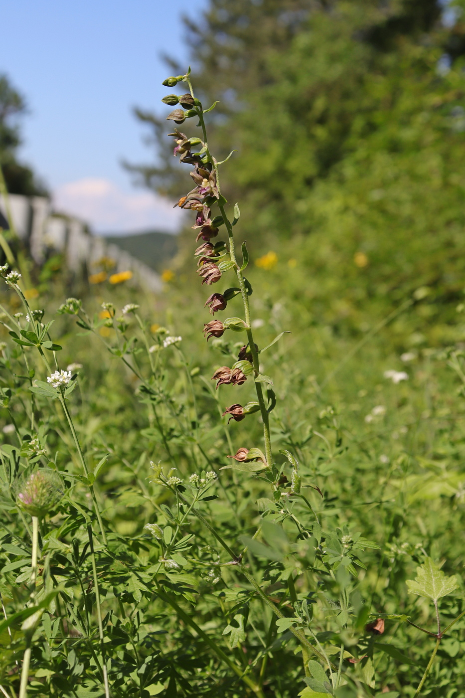 Image of Epipactis helleborine specimen.