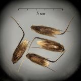 Anthoxanthum odoratum. Плоды. Московская обл., Пушкинский г. о., окр. ж.-д. платформы Калистово, трасса газопровода. 30 июня 2026 г.