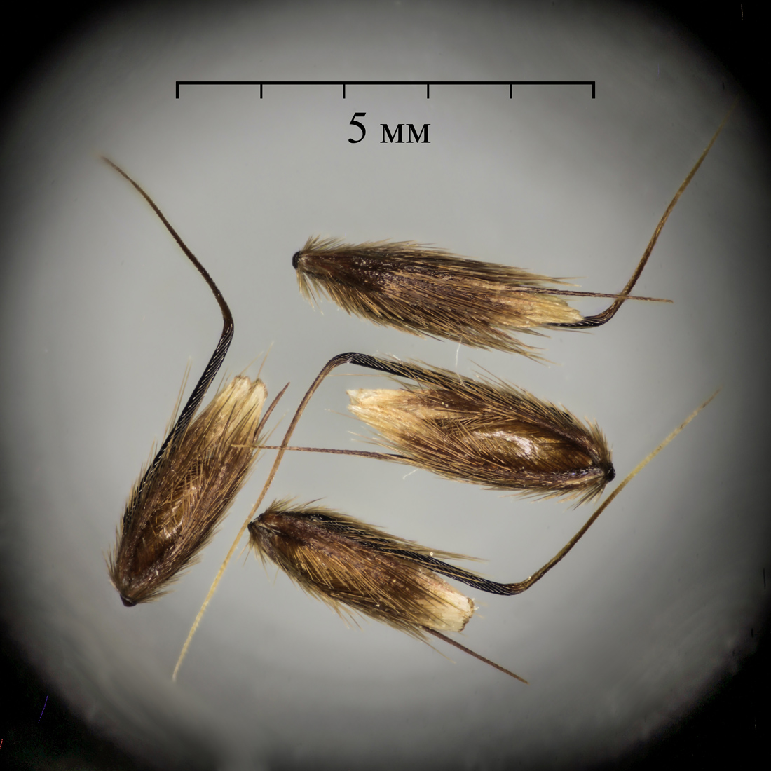 Image of Anthoxanthum odoratum specimen.