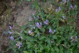 genus Astragalus