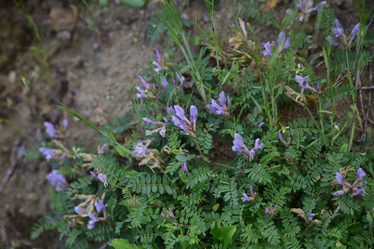 Изображение особи род Astragalus.