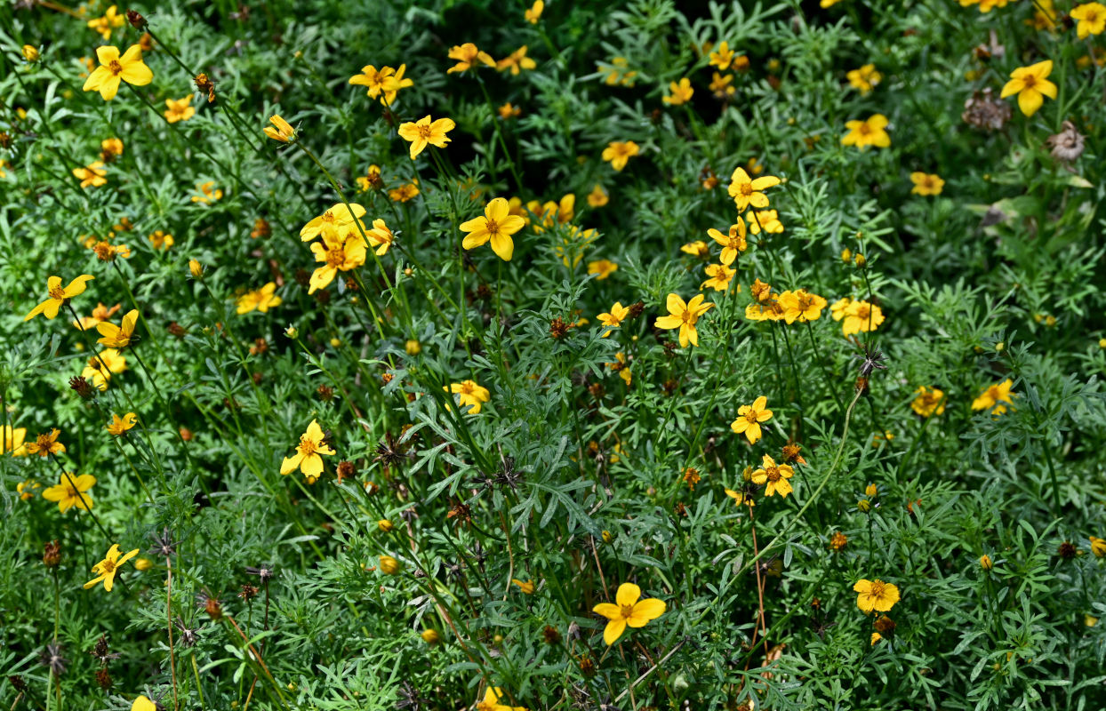 Image of Bidens aurea specimen.