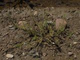 Myriophyllum ussuriense