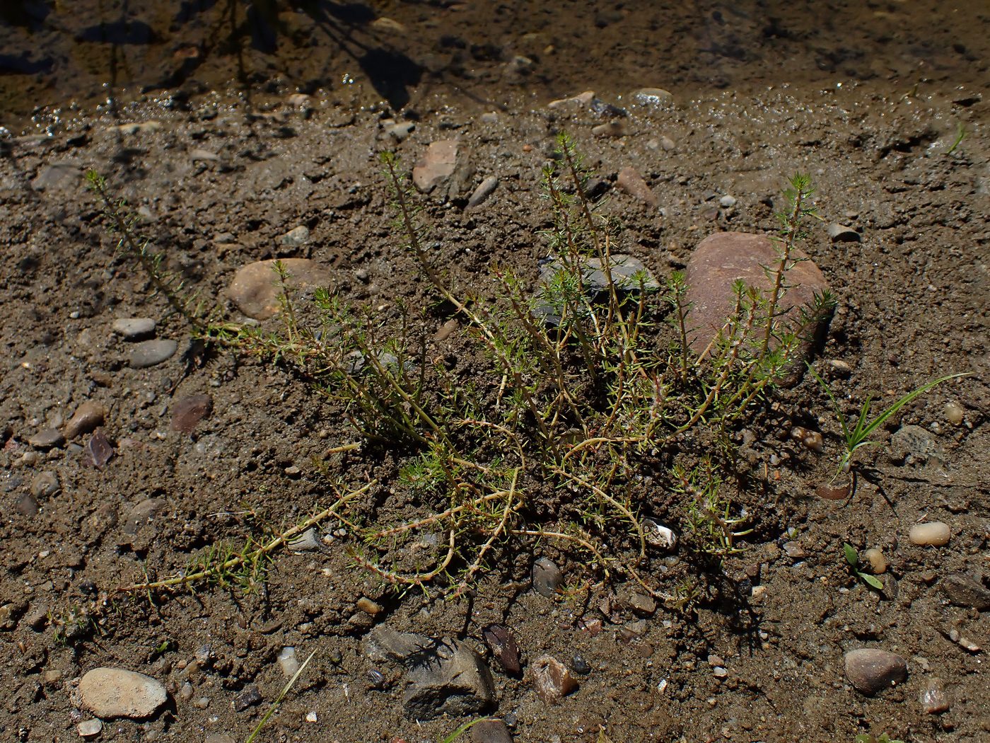 Изображение особи Myriophyllum ussuriense.