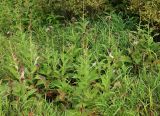 Cirsium helenioides. Пятно доминирования бодяка. Плодоносящие растения. Полярный Урал, верховья р. Большой Ханмей, дно долины вне поймы, вейниково-крупнотравный луг среди ивняков из Salix lanata, S. glauca и S. phylicifolia. 16.08.2026.