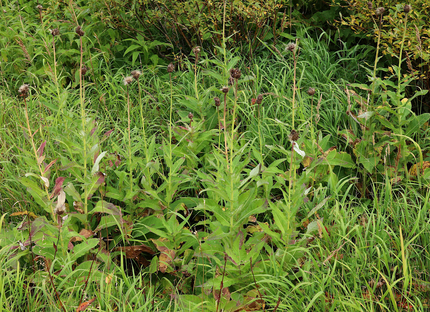 Изображение особи Cirsium helenioides.