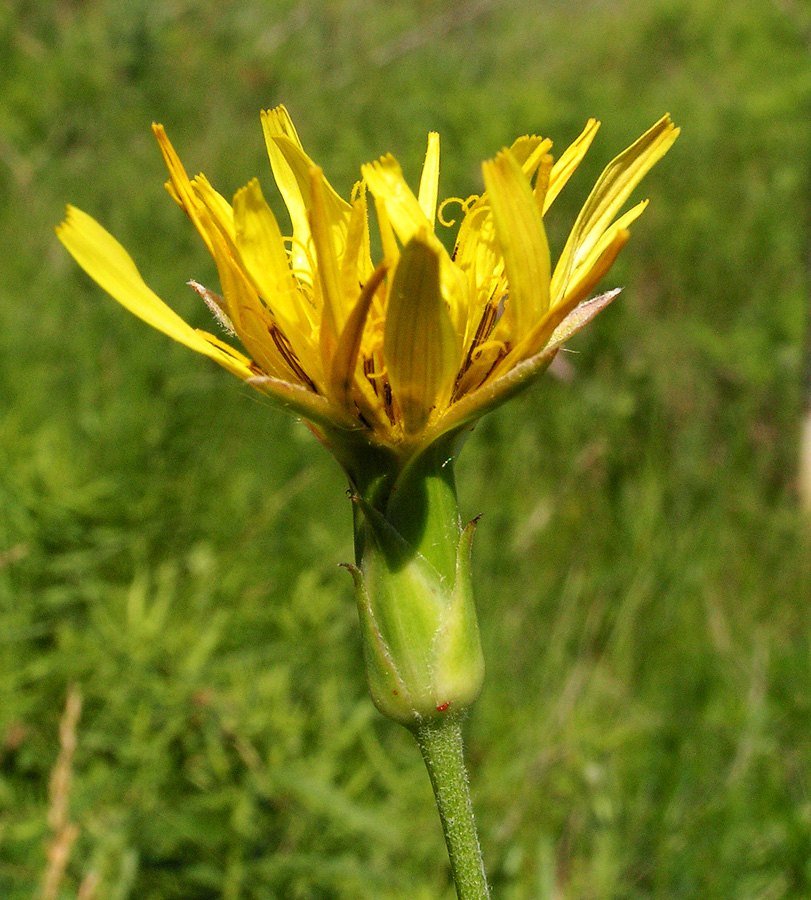 Изображение особи Scorzonera stricta.