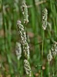 Phalaris coerulescens. Верхушки побегов с соцветиями. Португалия, округ Бежа, дол. р. Рибейра-ду-Торгал, у дороги. 04.06.2026.