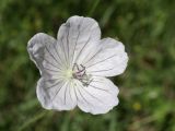 Geranium collinum. Цветок. Таджикистан, Горно-Бадахшанская автономная обл., Шугнанский р-н, окр. кишлака Нимос, дол. р. Гунт, ≈ 2810 м н.у.м., поляна среди зарослей кустарников. 15 июля 2026 г.