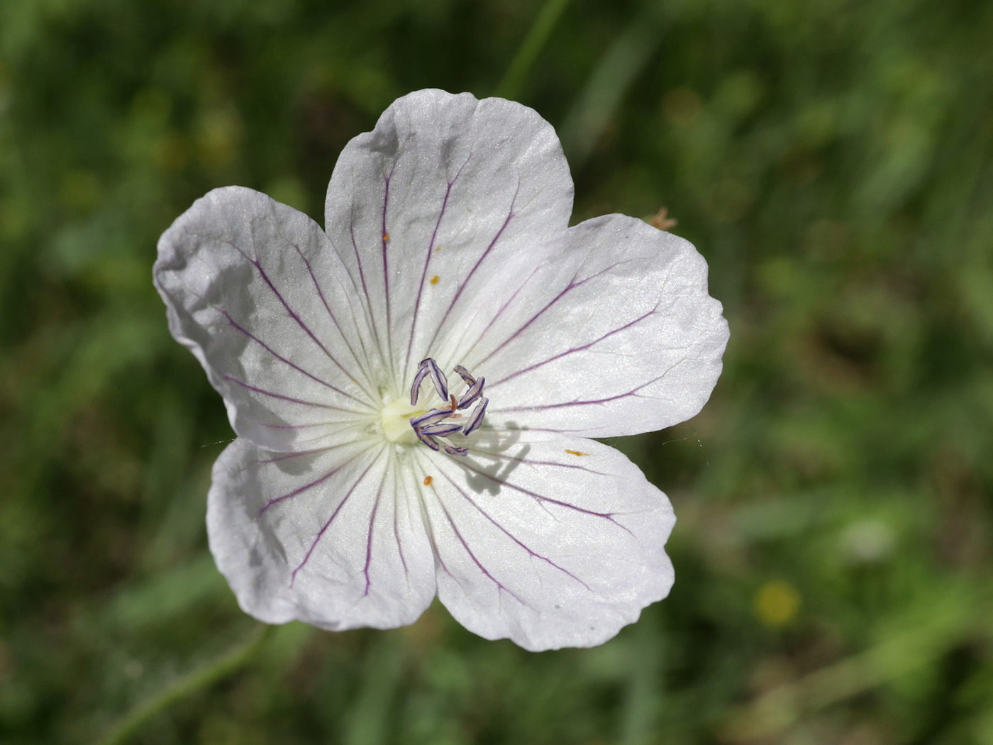 Image of Geranium collinum specimen.