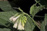 Symphytum grandiflorum. Верхушка побега с соцветием (повторное осеннее цветение). Белгородская обл., пос. Ракитное, ул. Сосновая, 2, в культуре. 18 сентября 2026 г.