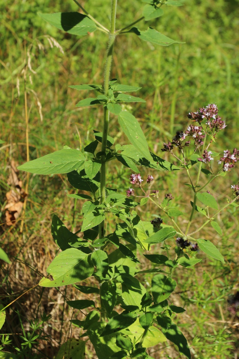 Image of Origanum vulgare specimen.