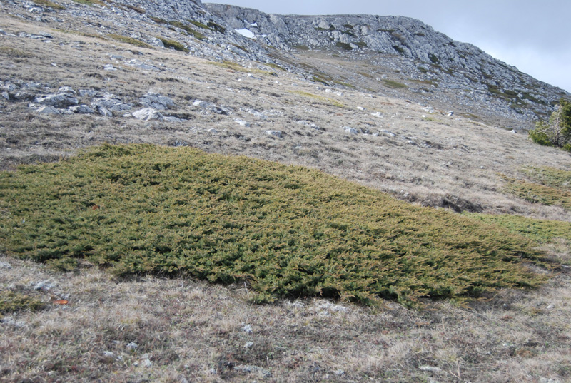 Image of Juniperus hemisphaerica specimen.