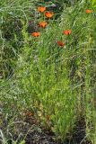 Papaver stevenianum