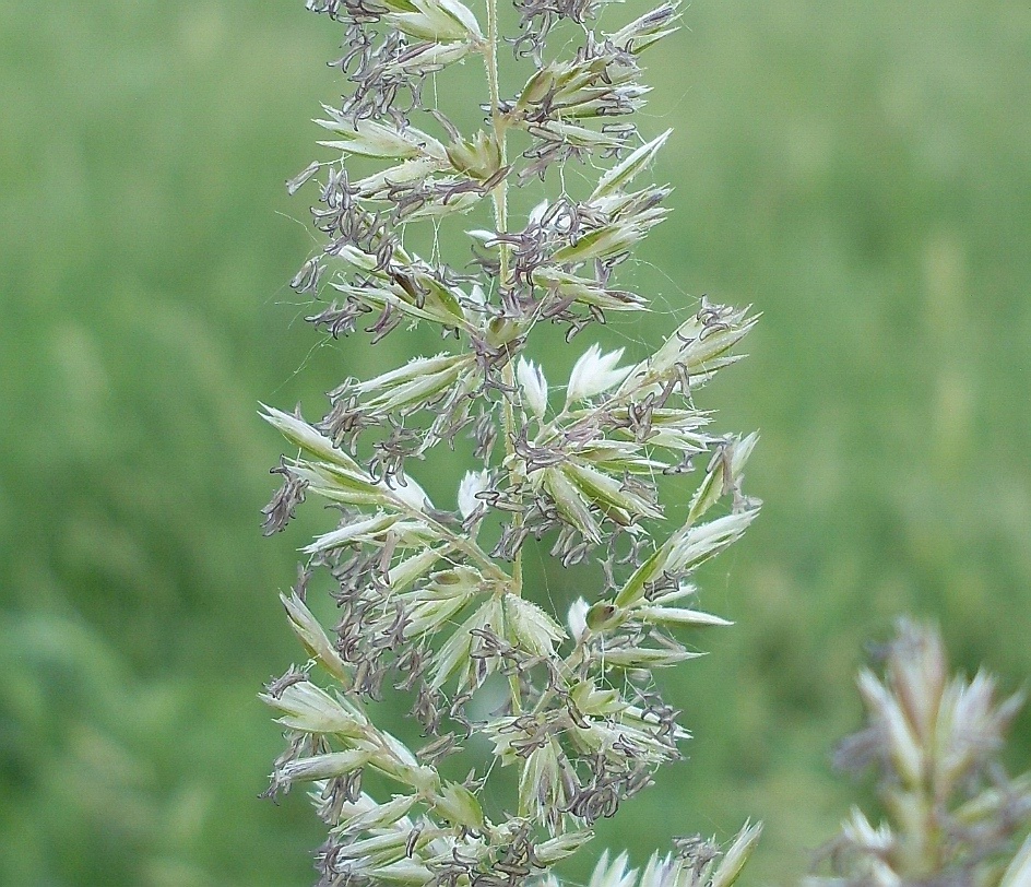 Image of Koeleria macrantha specimen.