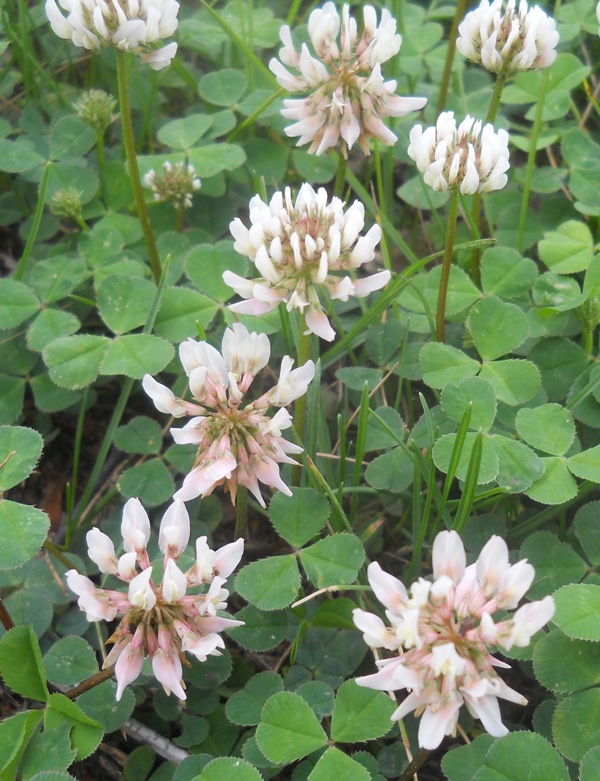 Image of Trifolium repens specimen.