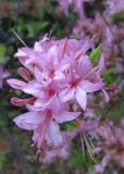 Rhododendron roseum. Соцветие. Владивосток, ботанический сад-институт ДВО РАН. 11 июня 2011 г.