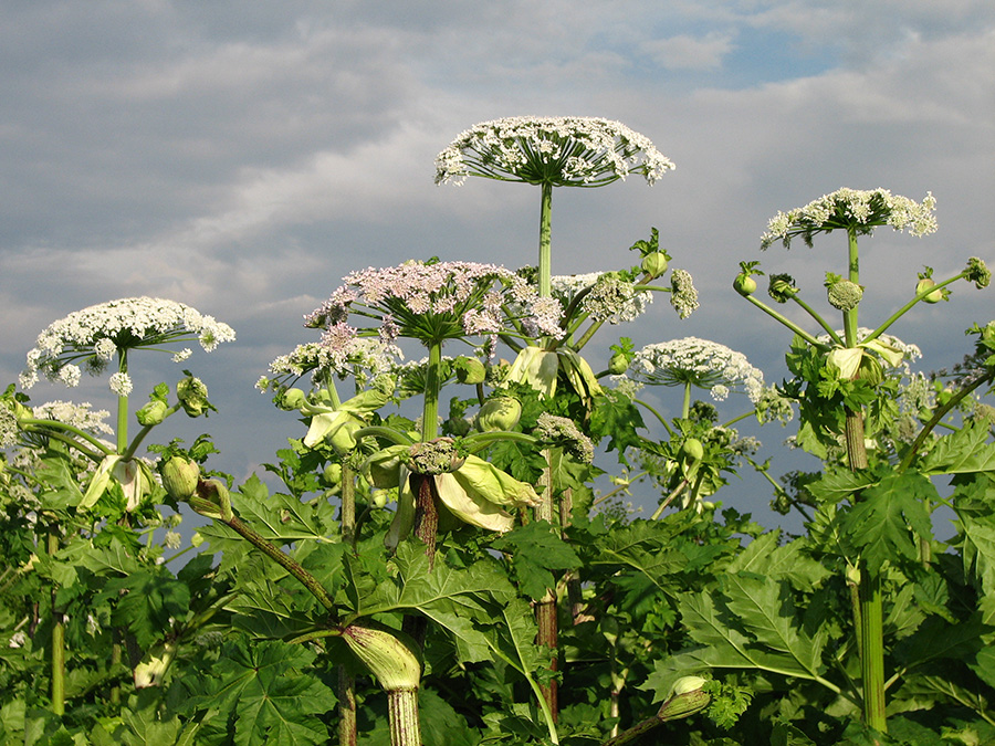 Изображение особи Heracleum sosnowskyi.