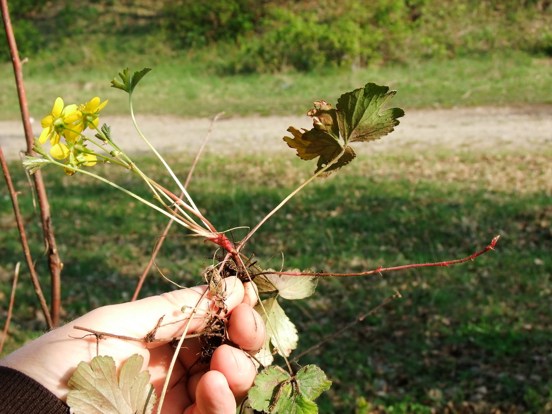 Изображение особи Waldsteinia ternata ssp. maximowicziana.