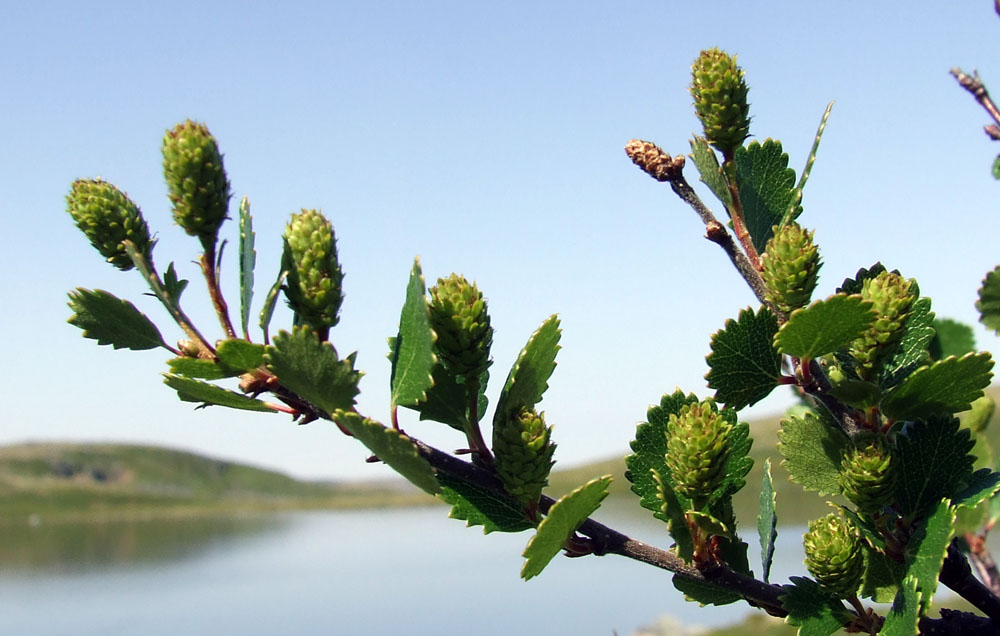 Image of Betula nana specimen.