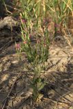 Centaurium spicatum