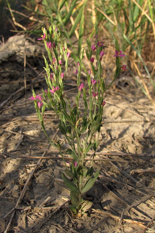 Изображение особи Centaurium spicatum.