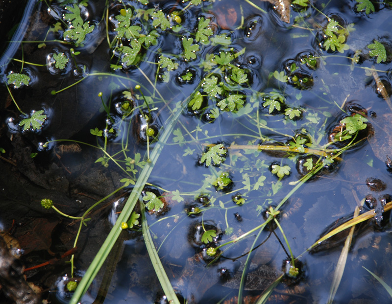 Image of Ranunculus gmelinii specimen.