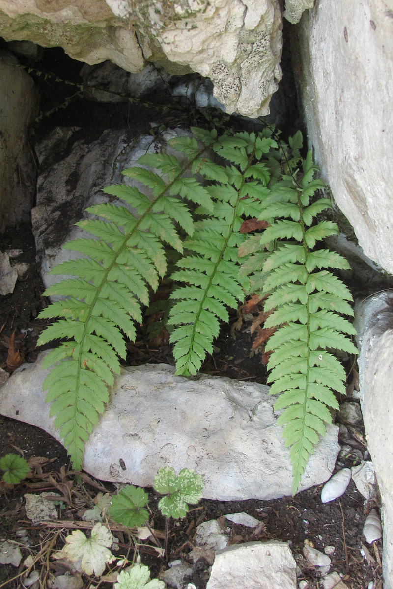 Изображение особи род Polystichum.