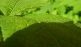 genus Rubacer