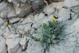 familia Asteraceae. Цветущее растение. Черногория, национальный парк Ловчен. 06.07.2011.