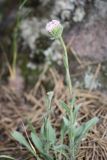 genus Erigeron