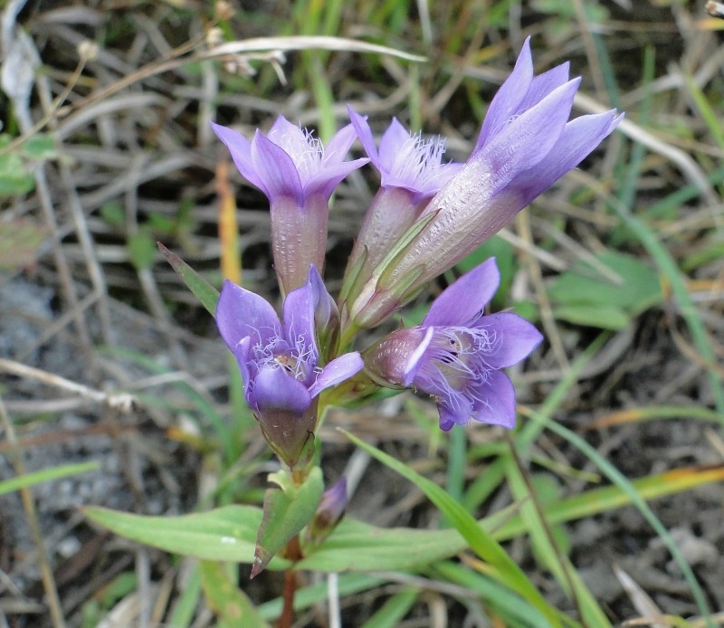 Image of Gentianella amarella specimen.