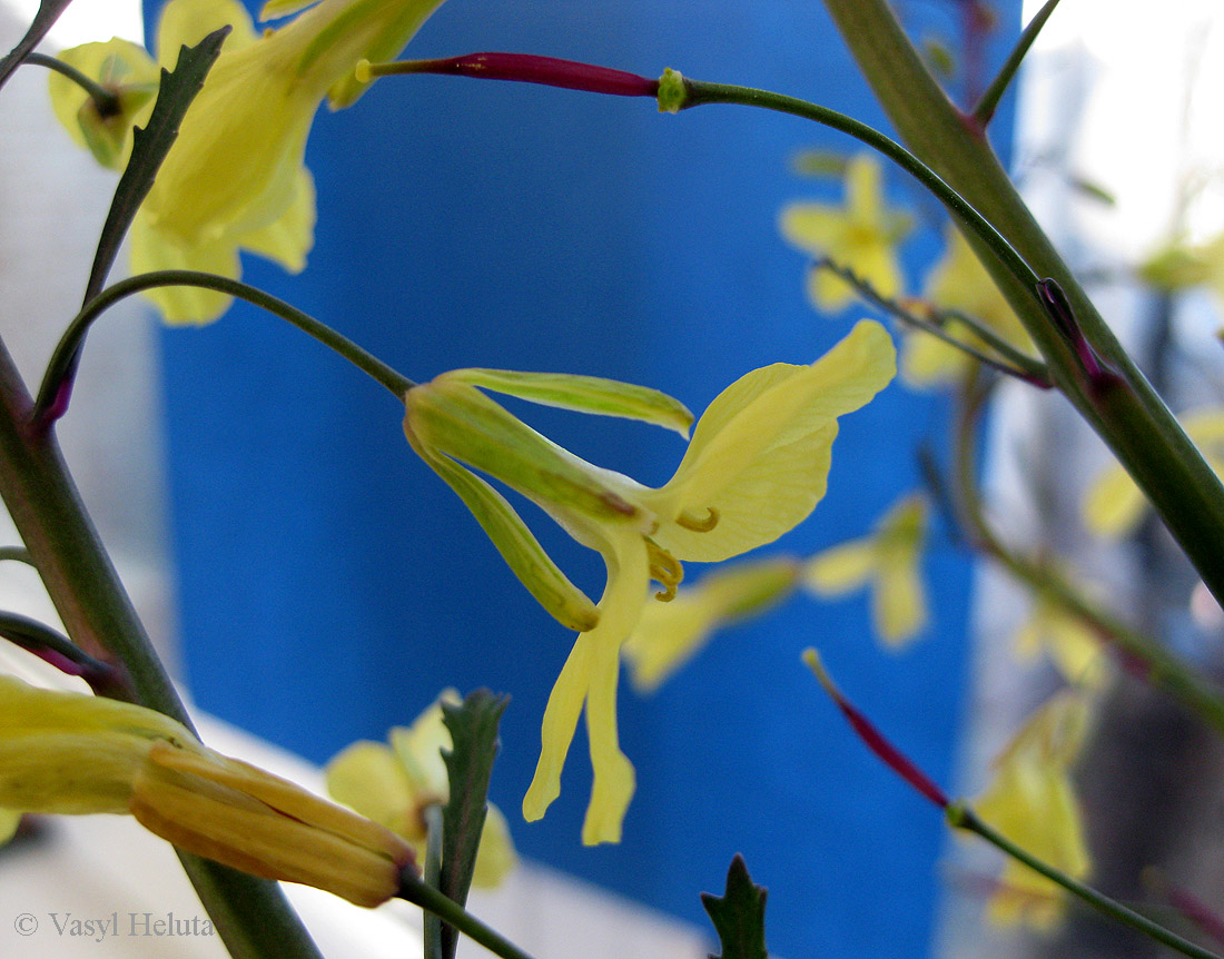 Image of Brassica oleracea var. viridis specimen.
