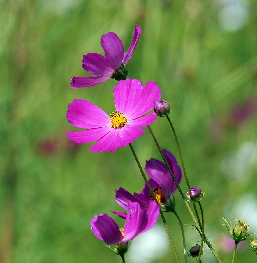 Image of Cosmos bipinnatus specimen.