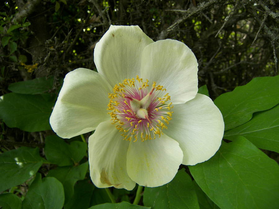 Изображение особи Paeonia tomentosa.