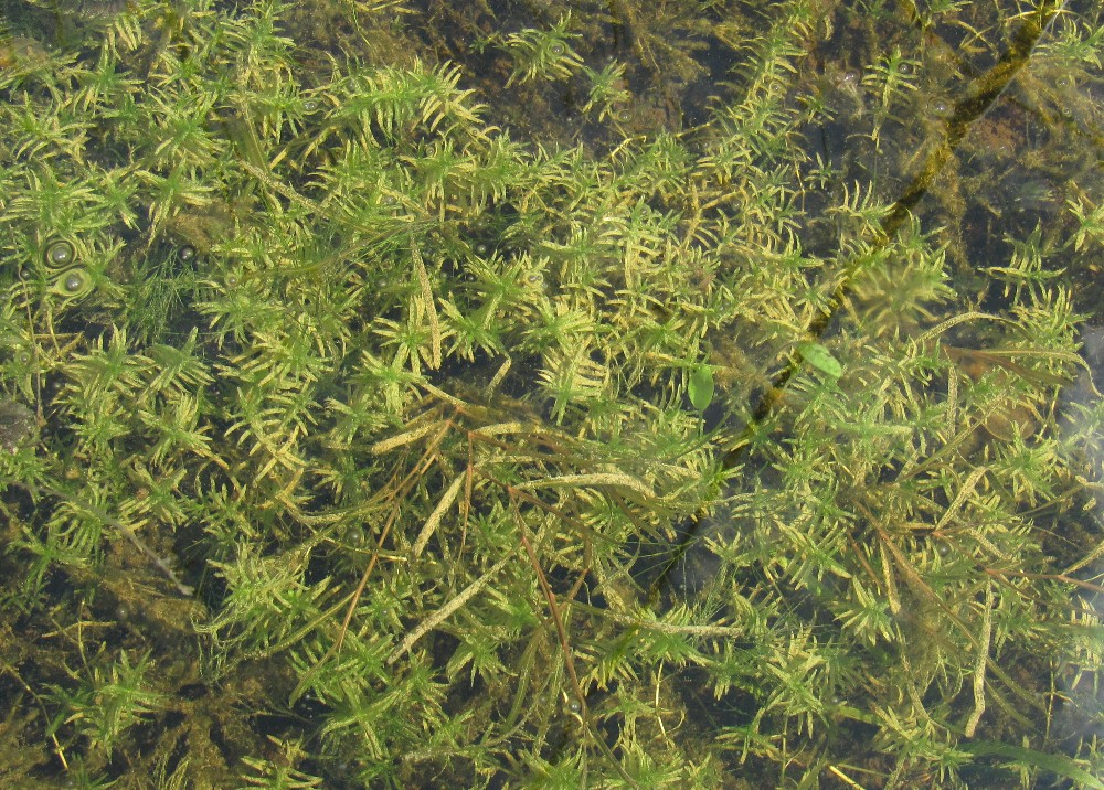Image of Callitriche hermaphroditica specimen.