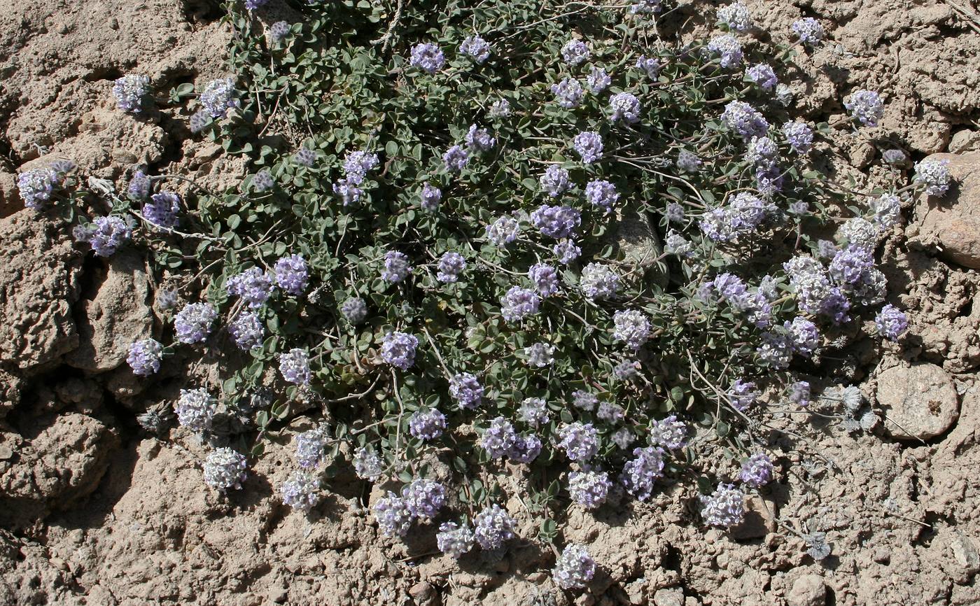 Image of Ziziphora pamiroalaica specimen.