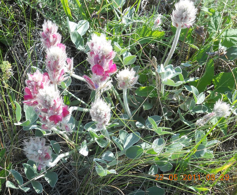 Изображение особи Hedysarum argyrophyllum.