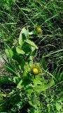 Inula orientalis