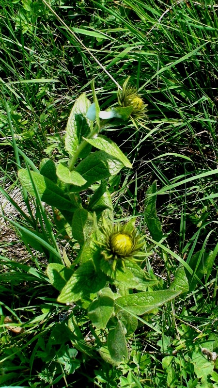 Изображение особи Inula orientalis.