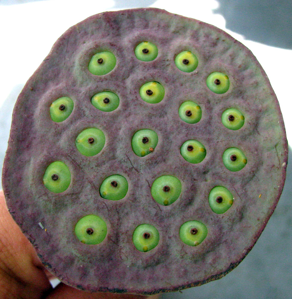 Image of Nelumbo caspica specimen.