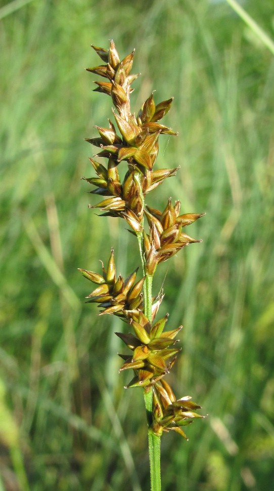 Image of Carex elongata specimen.