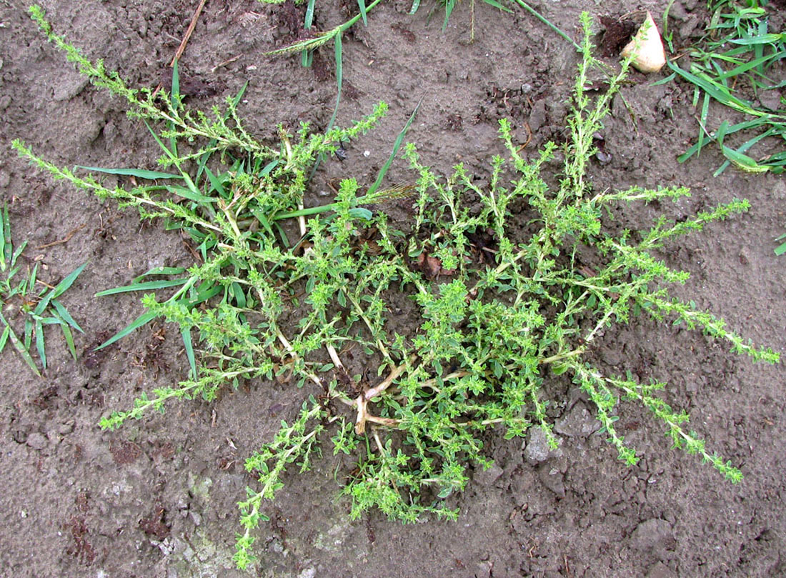 Image of Amaranthus albus specimen.