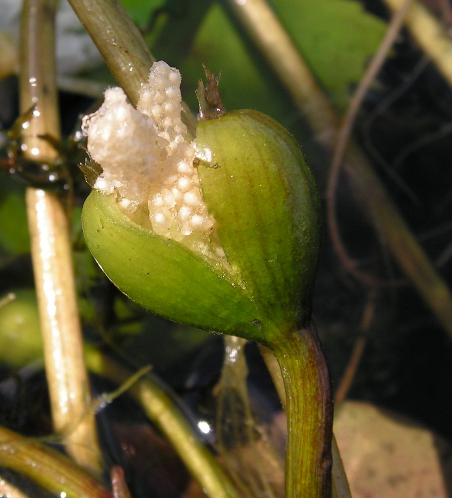 Image of Hydrocharis dubia specimen.