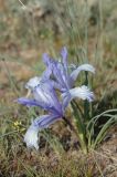 Iris tenuifolia