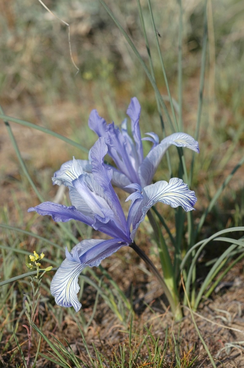 Image of Iris tenuifolia specimen.