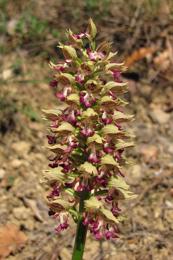 Image of Orchis &times; calliantha specimen.